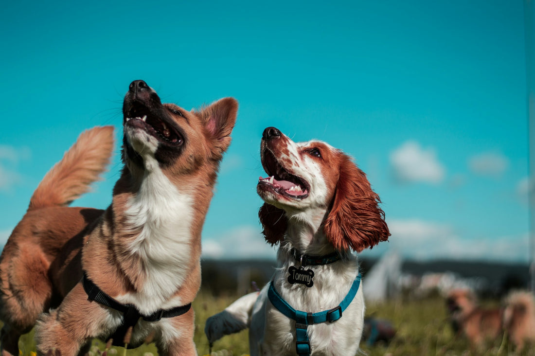 How to Keep Your Dog Mentally Stimulated