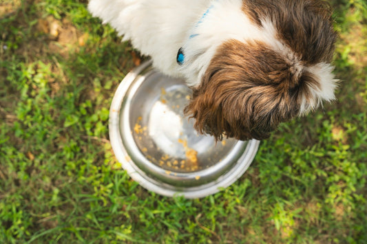 Guide to Dog Nutrition